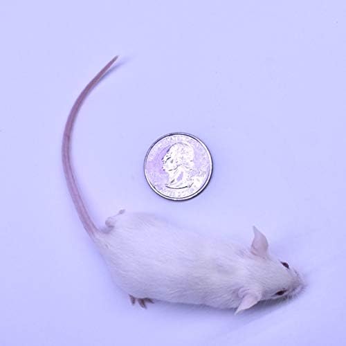 MiceDirect EST. 2003 50 Frozen Mice Weanling Feeders Snake Food for Juvenile Red Tail Boas Ball Python Adult Milk Snakes Corn Sand Boa (2-2.5 in) (650 Grams Min)