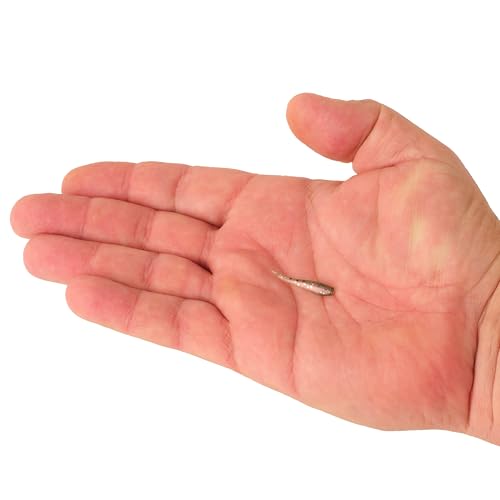 Berkley PowerBait Minnow Fishing Soft Bait - color: Pearl White, size: 1"