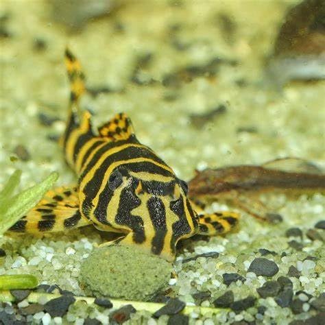 Aquatic Foods Inc. 12mm 1/2" Sinking Wafers of Algae & Spirulina Ideal for Plecos, Bottom Fish, Catfish, Shrimp, Snails, Crayfish, All Herbivorous & Omnivorous Tropical Fish...AFI Wafers..5-lbs