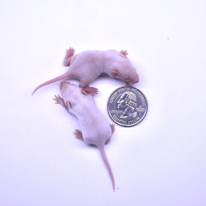 MiceDirect EST. 2003 40 Frozen Mice Small Fuzzie Feeders Snake Food for Juvenile Hognose Corn Milk (.5-1 in) (120 Grams Min)
