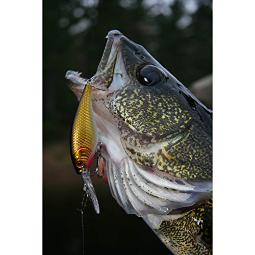 Berkley Flicker Shad Fishing Lure, Black Silver Flash, 5/16 oz, 2 3/4in | 7cm Crankbaits, Size, Profile and Dive Depth Imitates Real Shad, Equipped with Fusion19 Hook - color: Black Silver Flash, size: 2 3/4in - 5/16 oz