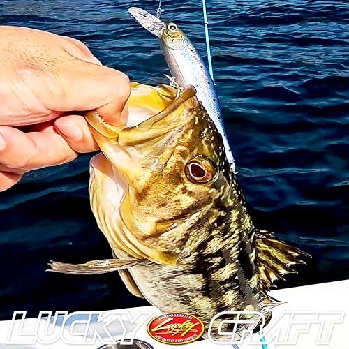 LUCKY CRAFT Pointer 100DD-S, Saltwater Surf Fishing Lures, Jerkbait, Halibut, Surf Perch, Calico Bass, White Seabass, Striped Bass, Sinking, Fishing Gear - color: 748 Super Glow Cherry Dine