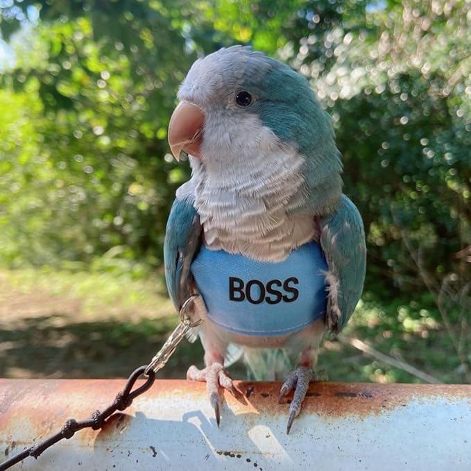 Bird Flight Harness Vest, Parrot Flight Suit with Leash, Bird Flying Clothes with Rope and Handle for Outdoor Activities (L)