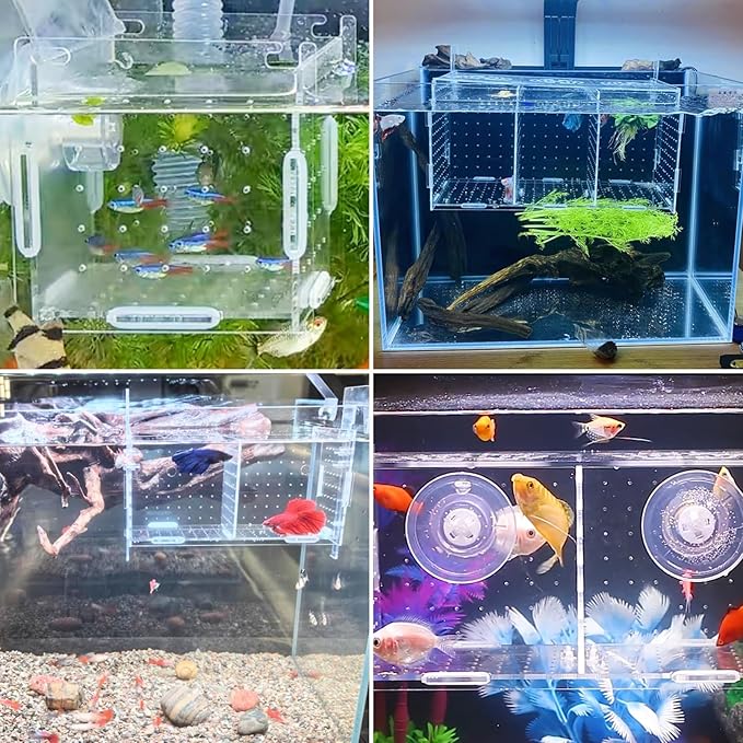 PINVNBY Acrylic Fish Breeding Box,Guppy breeding Box Acrylic Fish Isolation Box Aquarium Incubator with Suction Cups for Guppy Shrimp Small Baby Fishes(3.9 x 3.9 x11.8 in)