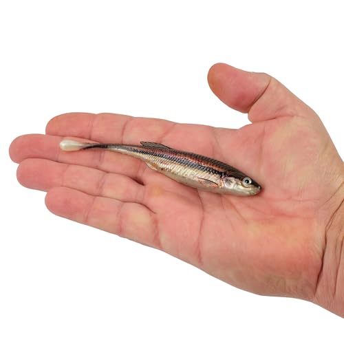 Berkley PowerBait Drip Minnow Fishing Soft Bait - color: HD Blacknose Shiner, size: 5"