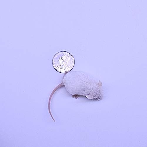 MiceDirect 30 Frozen Mice Combo Pack of 15 Hoppers and 15 Weanling Feeders Snake Food for Mice for Juvenile Ball Python Adult Milk Corn Snakes (1.5-2.5 in)(Pack of 30)(300 Grams Min)