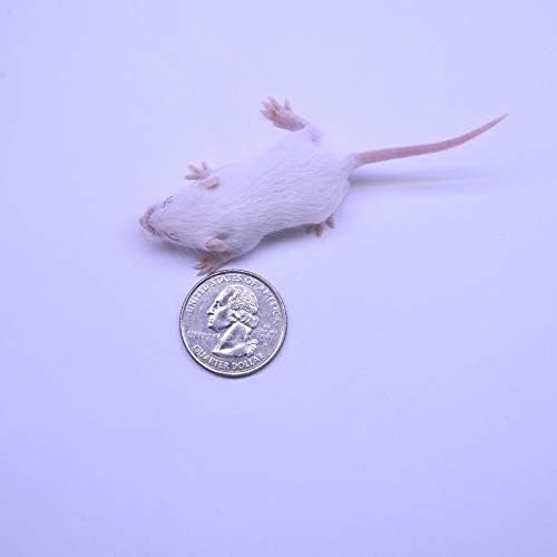 MiceDirect Frozen Mice Combo Pack 25 Fuzzies & 25 Hoppers Frozen Reptile & Snake Food (50 Count)
