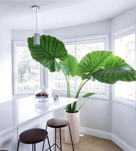 Gardenera Elephant Ear Plant Potting Mix - High-Performance Formula for Robust Growth and Striking Foliage - 20 Quart