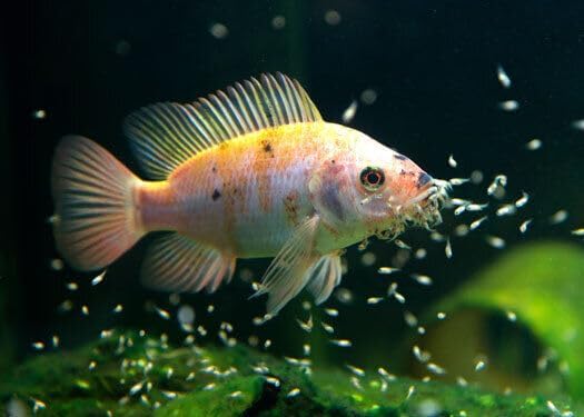 Aquatic Foods Inc. Nano Fry Powder, 55% Protein Vitamin Rich Floating/Slow Sinking Powdered Fry Growth Food for All Tropical Fish, Baby Cichlids, Bettas, Tetras, Guppies...2.4oz Squeeze Bottle