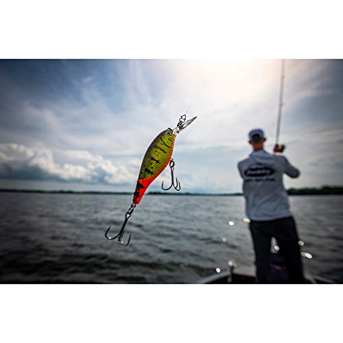 Berkley Flicker Shad Fishing Lure, Black Gold Sunset, 1/4 oz, 2 1/4in | 6cm Crankbaits, Size, Profile and Dive Depth Imitates Real Shad, Equipped with Fusion19 Hook - color: Black Gold Sunset, size: 2 1/4in - 1/4 oz