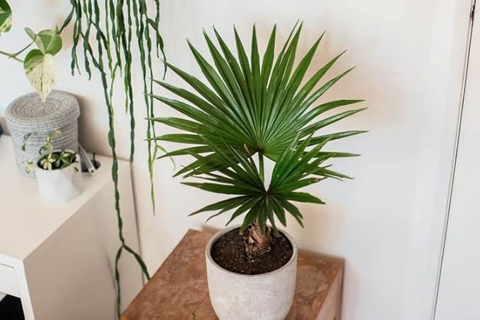 GARDENERA Palm Tree Potting Mix - The Ultimate Soil for Strong and Healthy Palms - Top Choice for Palm Tree Growers ? [20 Quart Bag]