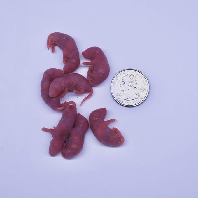 MiceDirect Frozen Mice Combo Pack of 40 Small Pinkies & 40 Pinkies Feeder Mice - Food for Corn Snakes, Ball Pythons, Lizards – 40 Ounce (Pack of 80)