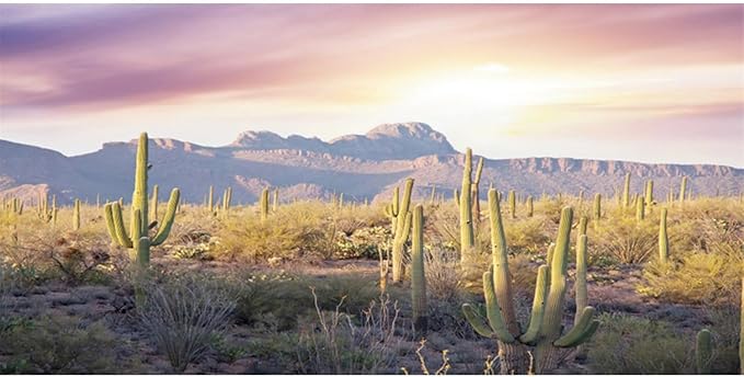 AWERT Reptile Habitat Background Blue Sky Oasis Mountain Cactus Sun and Desert Terrarium Background 36x24 inches