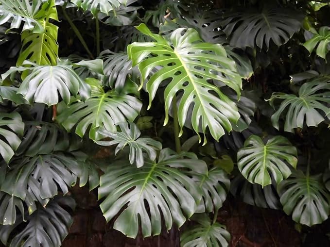 GARDENERA Premium Carambola Potting Soil Mix - Perfect Balance of Nutrients, Drainage, and Aeration for Thriving Starfruit Trees - 4 Quart