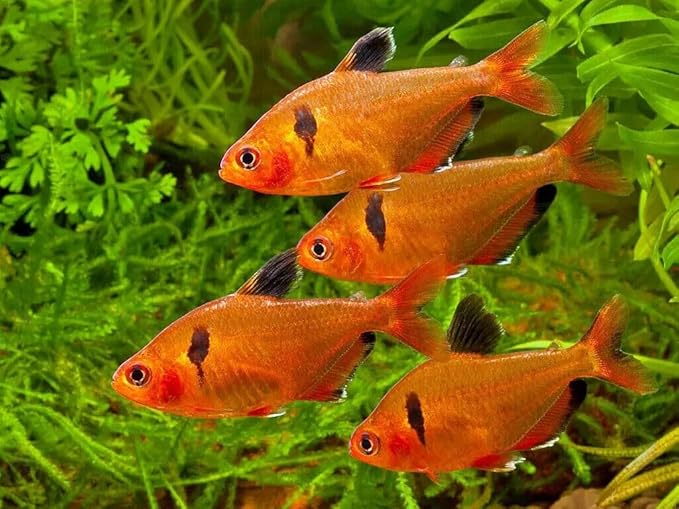 Aquatic Foods Inc. 0.5mm Tropical & Community Fish High Protein Micro Floating Pellets for Baby Cichlids, Bettas, Tetras, Guppies, Baby Koi & Pond Fish…3.5oz Squeeze Bottle