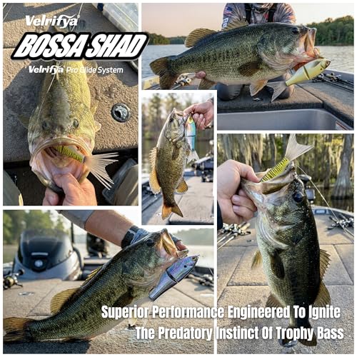 Bossa Shad Multi-Jointed Swimbait – Realistic Shad Profile with Natural Swimming Action for Bass Fishing - color: 04-Tiger Perch