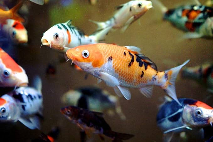Aquatic Foods Inc. Goldfish Flakes, 42% Protein Color Enhancing and Spirulina Flakes for Aquarium & Pond Goldfish, Koi and All Pond Fish...WL 2oz Sm Jar