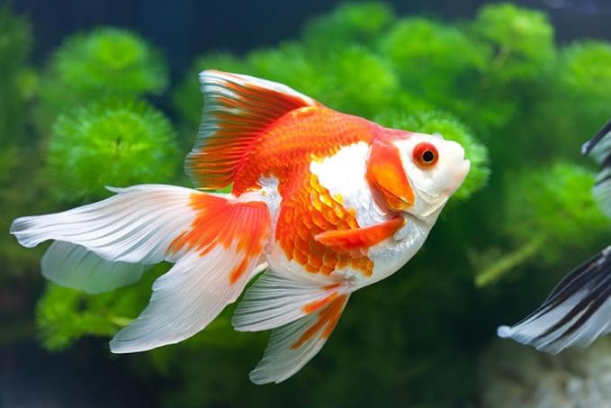 Aquatic Foods Inc. Goldfish Flakes, 42% Protein Color Enhancing and Spirulina Flakes for Aquarium & Pond Goldfish, Koi and All Pond Fish...WL 6oz Med Jar