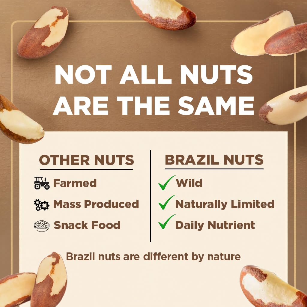 Premium Wild Harvested Raw Brazil Nuts, 1 lb (16oz) – High Selenium, Batch Tested Peanut & Gluten Free, Non-GMO, Kosher, Resealable Bag