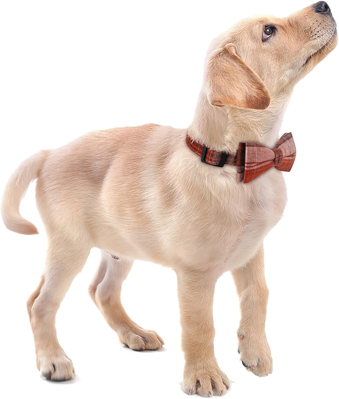 Faleela Soft &Comfy Bowtie Dog Collar,Detachable and Adjustable Bow Tie Collar,for Small Medium Large Pet (Small (Pack of 1), Orange)