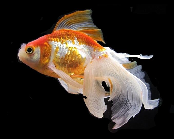 Aquatic Foods Inc. Flowerhorn Fish Ultra Red Color Enhancing 1.5mm-2mm Floating Pellets. Color Enhancing in 10-Days for Baby, Juvenile and Adult Flowerhorn…3-lbs 8oz Large Jar
