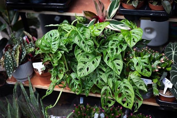 Gardenera Premium Swiss Cheese Plant Potting Mix - Monstera Deliciosa Blend for Optimal Nutrients and Drainage for Healthy Growth - 2 Quart