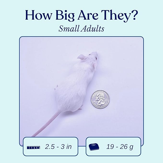 MiceDirect EST. 2003 100 Frozen Mice Small Adult Feeders Snake Food for Juvenile Red Tail Boas Ball Pythons Adult Sand Boas Milks Corn (2.5-3 in) (1900 Grams Min)
