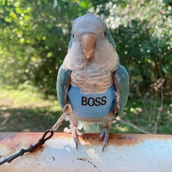 Bird Flight Harness Vest, Parrot Flight Suit with Leash, Bird Flying Clothes with Rope and Handle for Outdoor Activities (2XL)