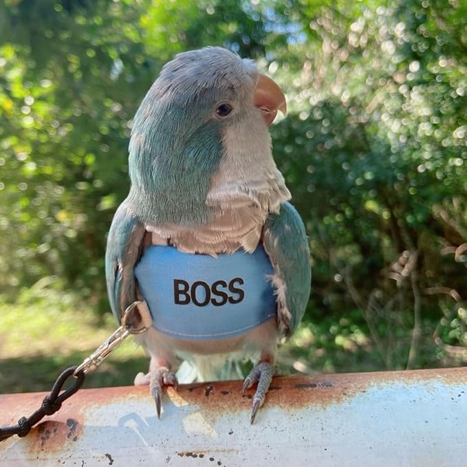 Bird Flight Harness Vest, Parrot Flight Suit with Leash, Bird Flying Clothes with Rope and Handle for Outdoor Activities (2XL)