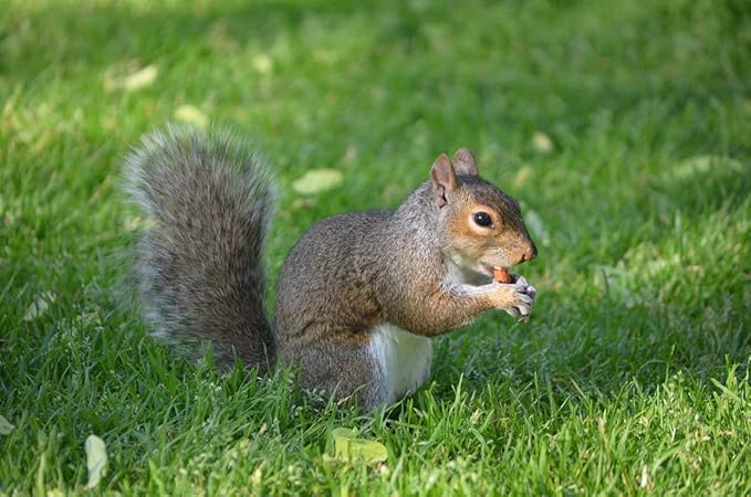 Wakefield Virginia Peanuts Bulk 45LB Bag Shelled for Squirrels, Birds, Deer, Pigs and a Wide Variety of Wildlife, Raw Peanuts/Bulk Nuts/Blue Jays/Cardinals/Woodpeckers