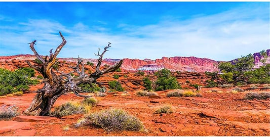 AWERT 60x24 inches Reptile Habitat Background Blue Sky Oasis Orange Desert Terrarium Background