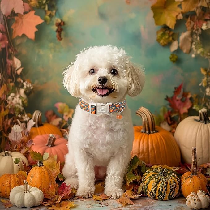 Fall Dog Collar Cute Autumn Pumpkin Puppy Collar - Light Comfortable Adjustable Pet Collars for Small Medium Large Girl Boy Dogs XS