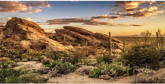AWERT Reptile Habitat Background Blue Sky Oasis Cactus Sun and Desert Terrarium Background 60x24 inches Durable Polyester Background