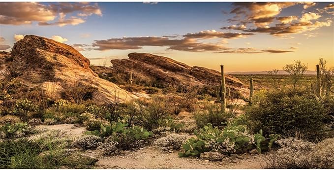 AWERT Reptile Habitat Background Blue Sky Oasis Cactus Sun and Desert Terrarium Background 30x12 inches Polyester Background