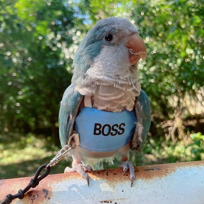 Bird Flight Harness Vest, Parrot Flight Suit with Leash, Bird Flying Clothes with Rope and Handle for Outdoor Activities (2M)