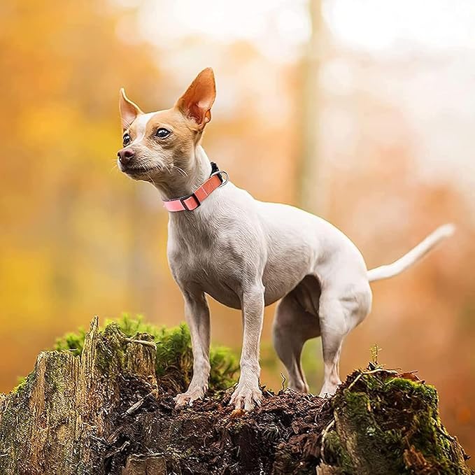Roses&Poetry Reflective Dog Collar with Gradient Mistyrose, Adjustable Durable Pet Collars for Small Medium Large Dogs (Mistyrose-M)
