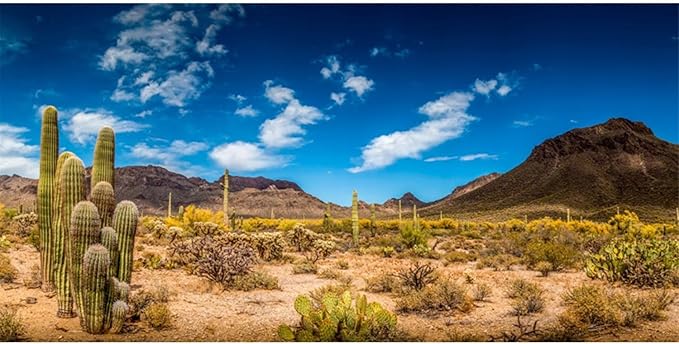 AWERT 48x24 inches Reptile Habitat Background Blue Sky Oasis Cactus Desert Terrarium Background Vinyl
