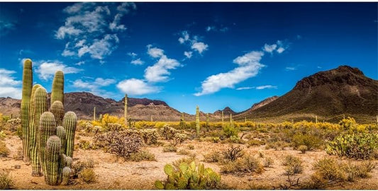 AWERT 72x24 inches Reptile Habitat Background Blue Sky Oasis Cactus Desert Terrarium Background Vinyl