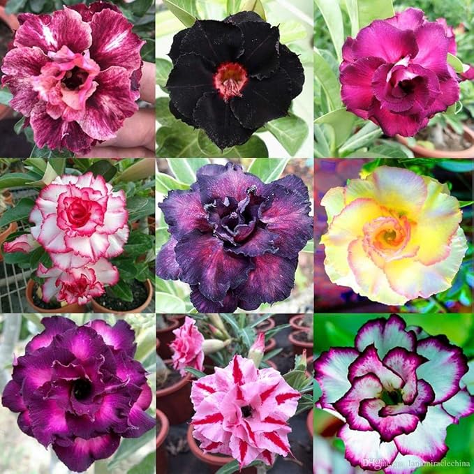Gardenera Organic Desert Rose Soil Blend - Promote Strong Root Development and Flowering - 20 QUARTS