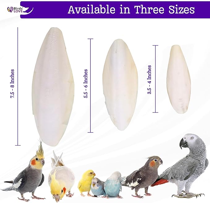 Birds LOVE Natural Cuttlebone for Birds & Reptiles – 100% Pure Sun-Dried Calcium Supplement – Supports Beak, Bone & Shell Strength – Safe Daily Use - 2 Pack with Holder, Size 5.5 to 6"