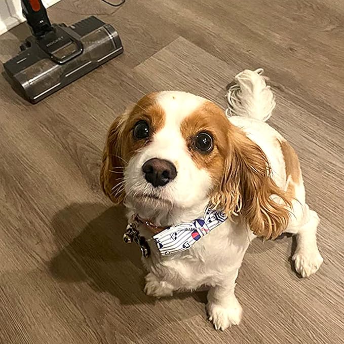 Lionheart glory Dog Collar with Bow, Summer Stripe Boy Dog Bowtie Collar, Cute Pet Collar Gift for Small Dog