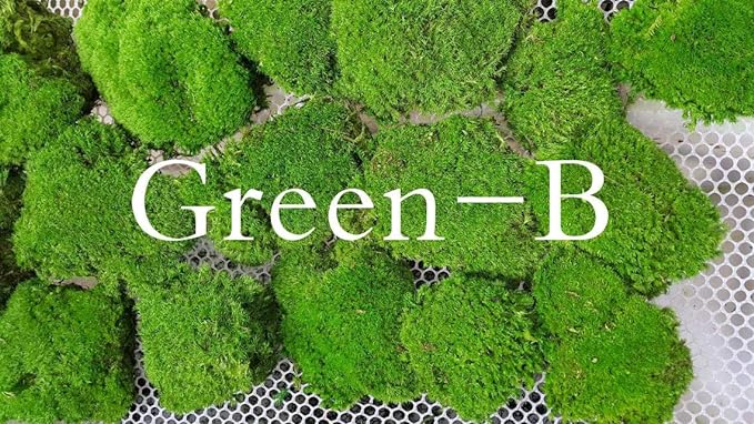 Preserved Pole Moss Pillow Bun Cushion Natural Green Decorative Real Natural Green DIY Kit Terrariums Gardenning Art Wall Decor Florist Decor Easter Table Decor Wedding(4.5 sq.ft., Green-B)