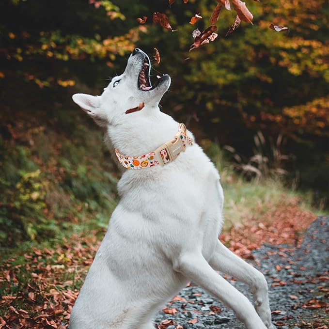 Fall Woodland Dog Collar, Playful Squirrel & Pumpkin Print on White Collar for Small Medium Large Dogs, Breathable, Adjustable & Comfortable Puppy Collar for Fall Walks & Pet Photos-M