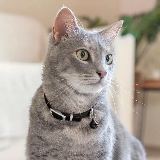CollarDirect Leather Cat Collar with Bell - Kitten Small and Big Cat Collar for Boy Cats, Girl Cats with Safety Elastic Strap (Neck Fit 6"-7", Black)