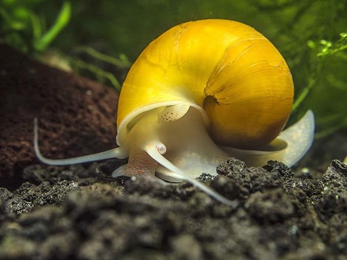 Aquatic Foods Inc. Calcium Feeder Small, Medium & Large Shells. Extra Thick Shells for Shrimp, Snails, Crabs, Crayfish, Hermit Crabs and All Tropical Fish…310 Count Jar
