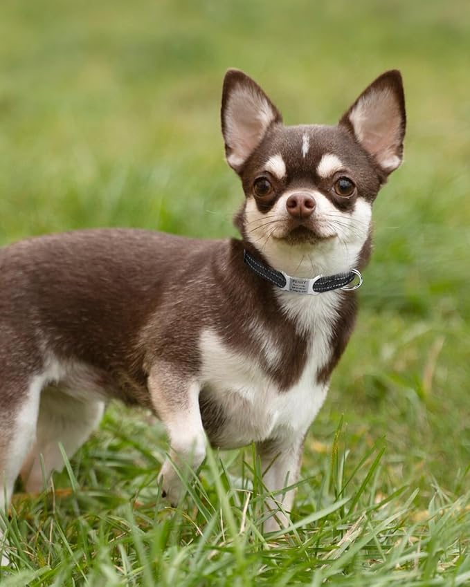TagME Reflective Nylon Dog Collars, Adjustable Classic Pet Collar with Quick Release Buckle for Puppy, Black 3/8" Width