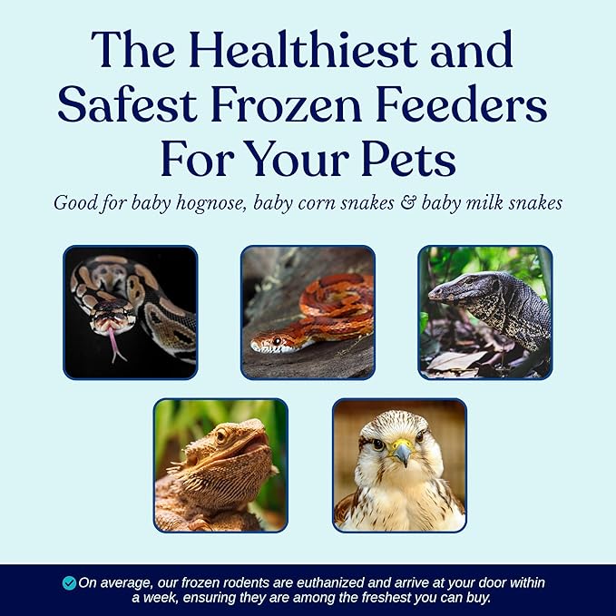MiceDirect Frozen Pinkie Feeder Mice Food for Corn Snakes Ball Pythons Lizards (125 Count)