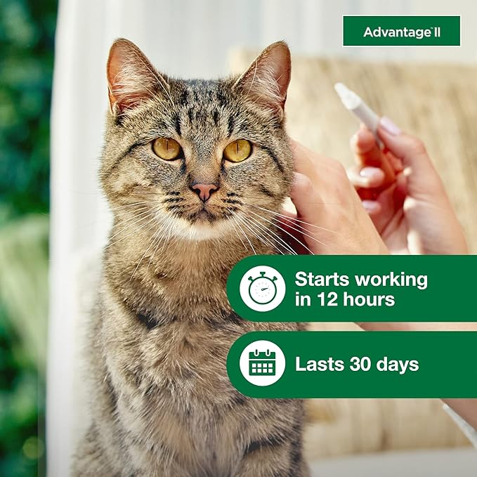 Advantage II Large Cat Vet-Recommended Flea Treatment & Prevention | Cats Over 9 lbs. | 1-Month Supply