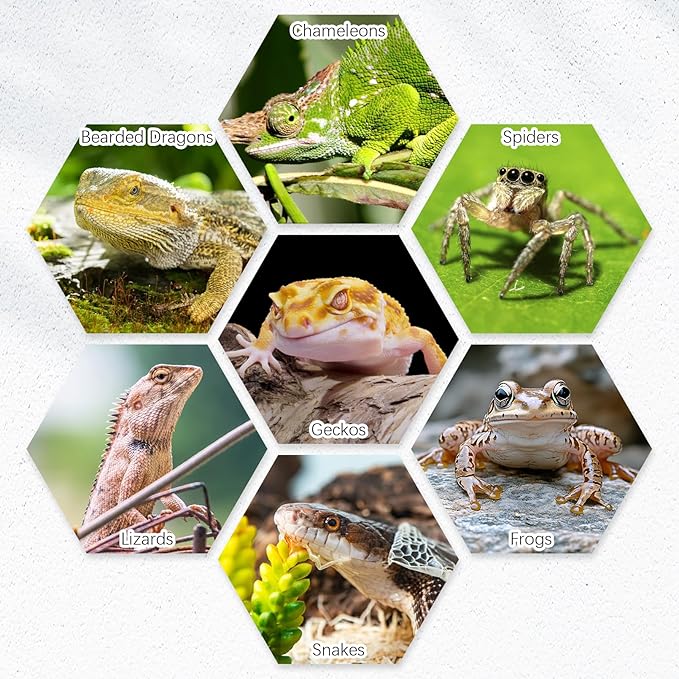 Tfwadmx 2 Pack Reptile Food Bowl, Ceramic Water Feeder Bowl, Reptile Worm Feeding Dish for Lizard Turtle Bearded Dragon Anoles Crested Gecko Hermit Crab Leopard Gecko Chameleon Corn Snake