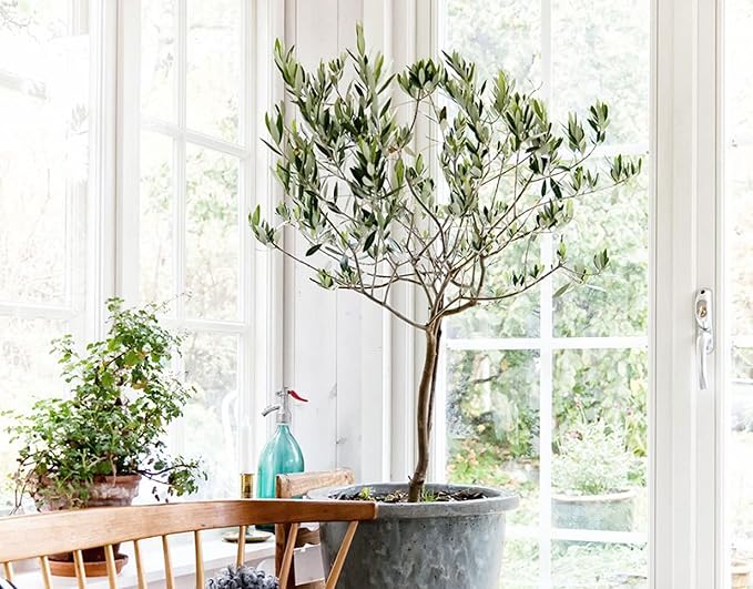 Gardenera Olive Tree Premium Potting Mix - 10 Quart - Enhanced Growth and Nutrient Retention for Thriving Trees - (2 Bags of 5QT)